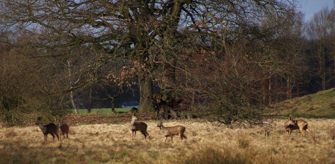 Standaard Tweepersoonskamer met 2 Aparte Bedden - Uitzicht op de Tuin