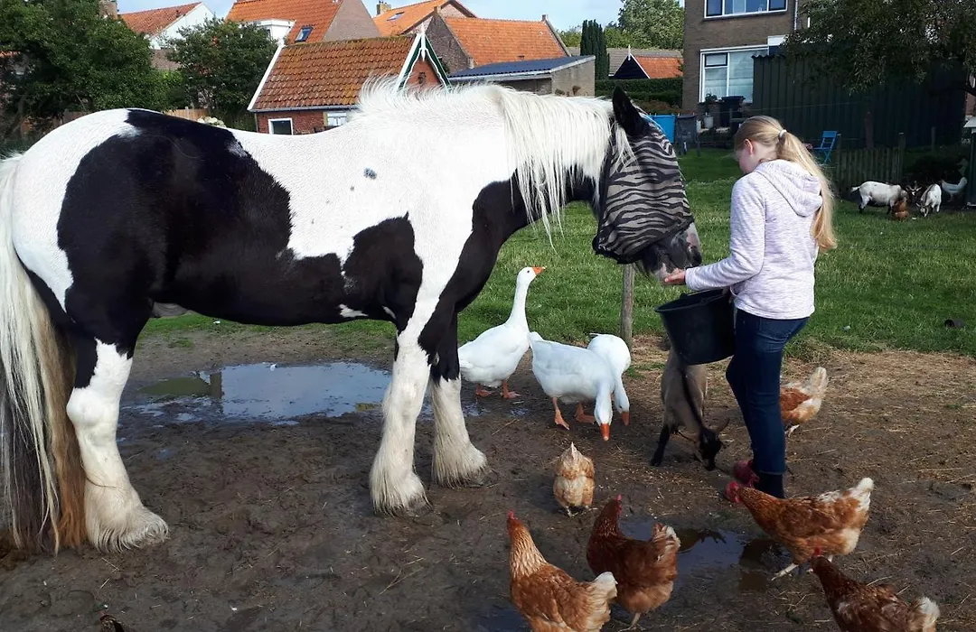 Chalets op Minicamping Dorpszicht-1