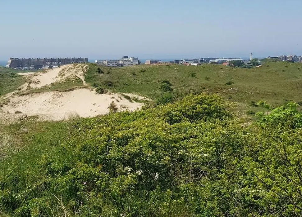 Strand Zuid-1