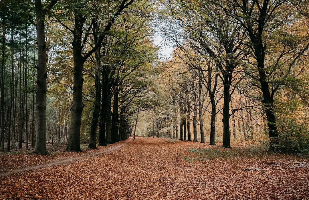 De Kastanjehof-1