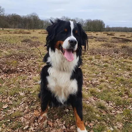 Studio in rietgedekte boerderij, geheel privé, hond vriendelijk-3
