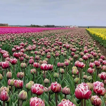 Bij van der Veer-2