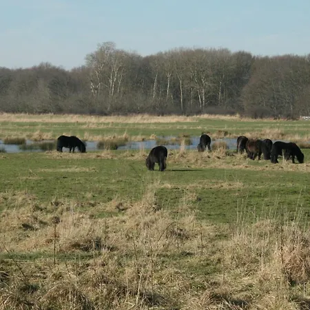 Budget Hotel Vrouwenpolder-2