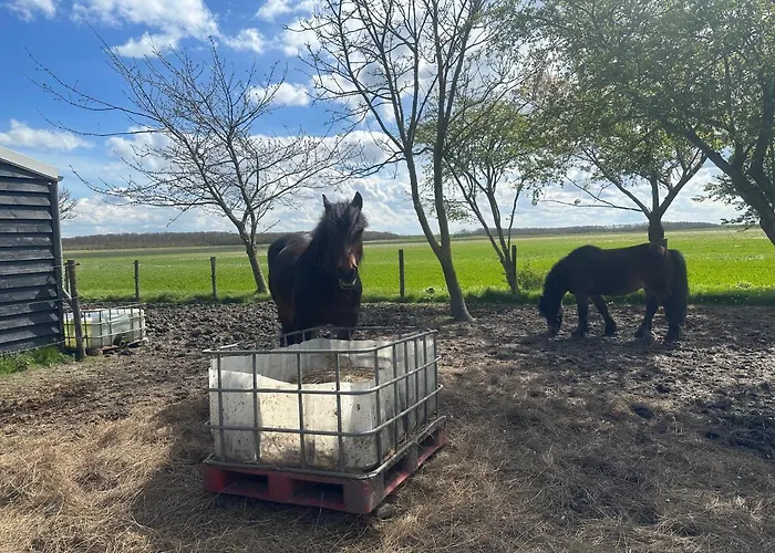 Het Tinkerparadijs, paarden, rust en ruimte. Burgh-Haamstede, Nederland