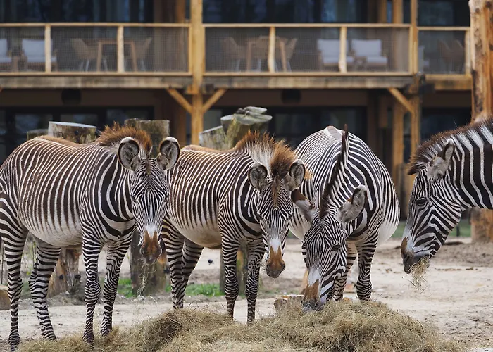 Safari Resort Beekse Bergen