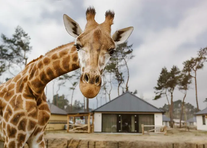 Safari Resort Beekse Bergen